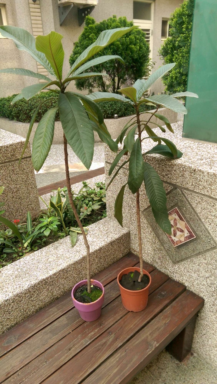 台中 贈送小果樹苗 (靠近太平)