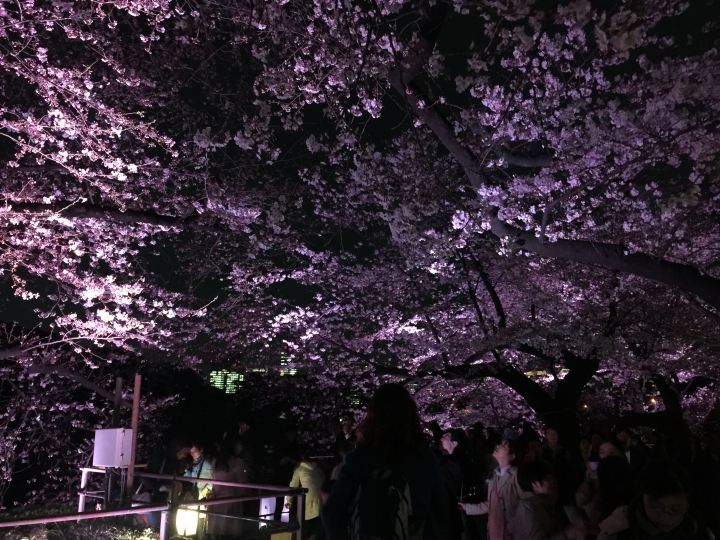 【日本‧東京】前進東京十天九夜築夢之旅（文長）