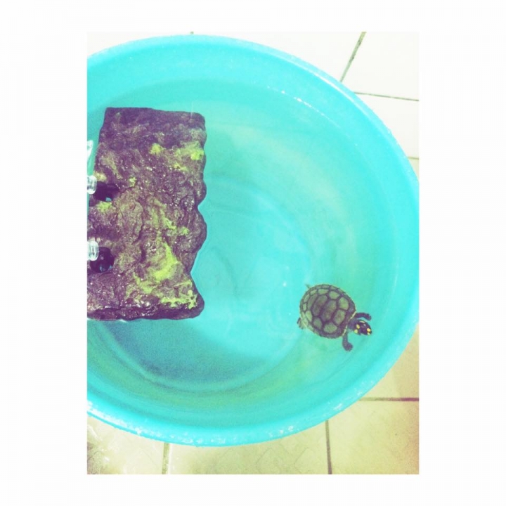 【已有人認養嘍謝謝】尋找熱愛烏龜的朋友認養 三個月大的黃頭側頸龜^^