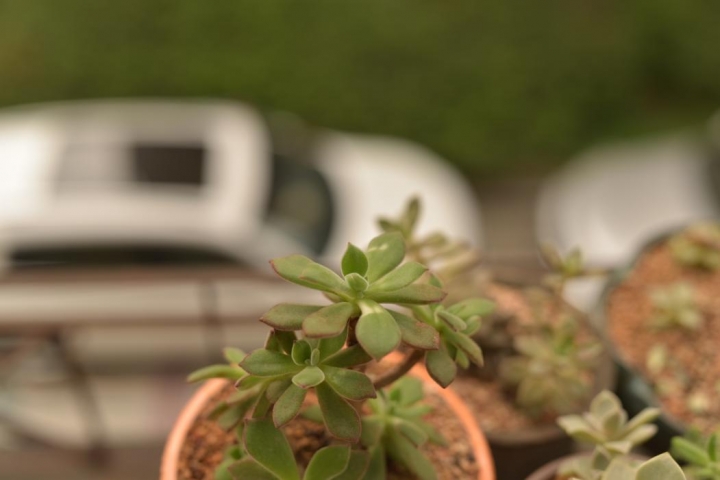 適馬50 Art就沒有人添一磚嗎？