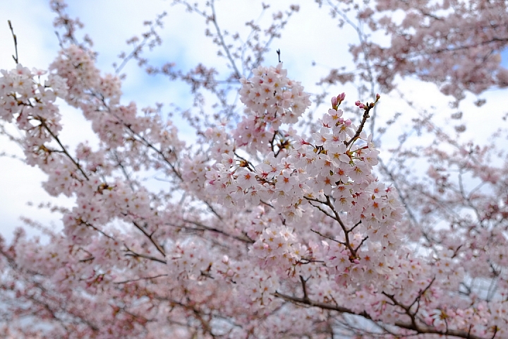2016 京都賞櫻