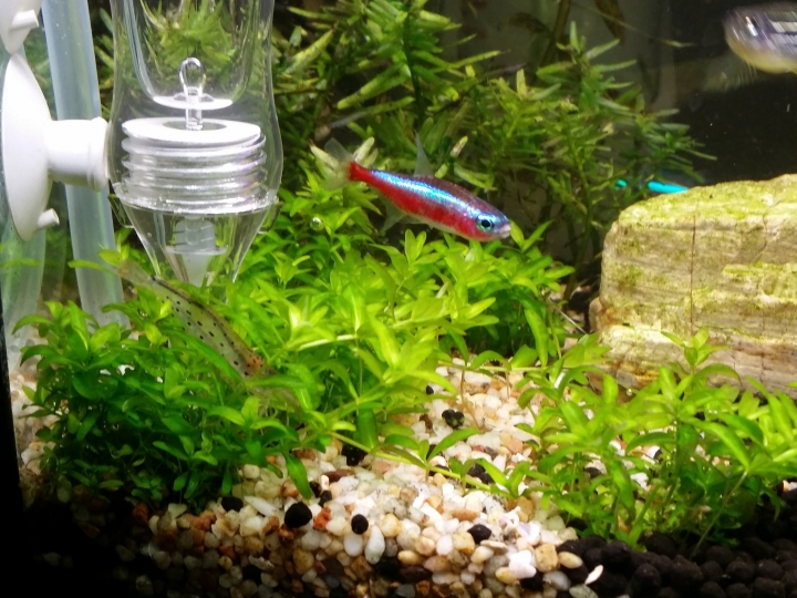 ~ 8吋缸 - 迷你矮珍珠草皮, 種植分享
