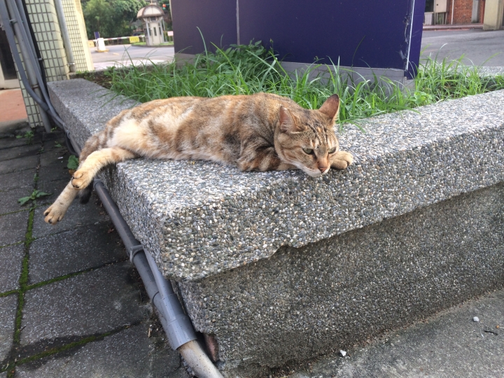 校園裡面的虎斑貓