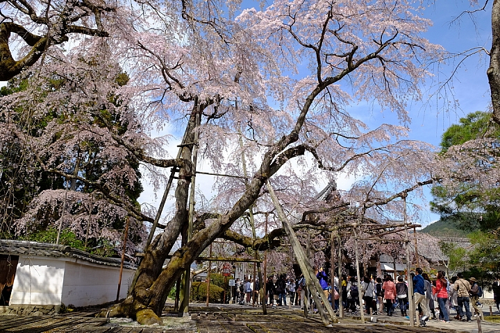 2016 京都賞櫻