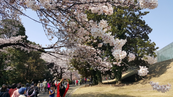 【日本‧東京】前進東京十天九夜築夢之旅（文長）