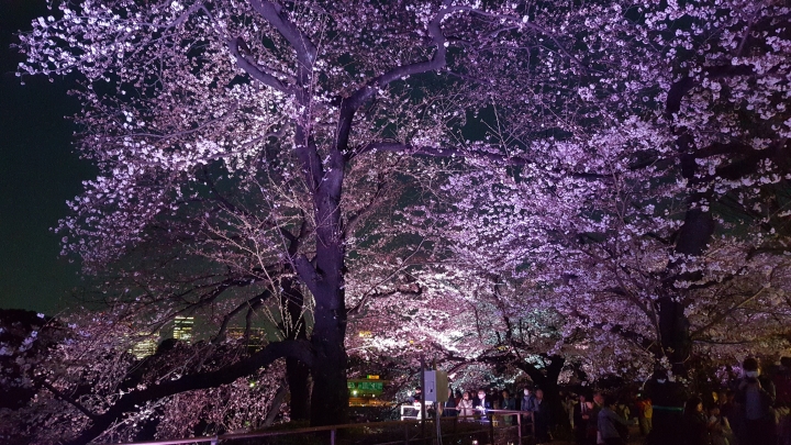 【日本‧東京】前進東京十天九夜築夢之旅（文長）