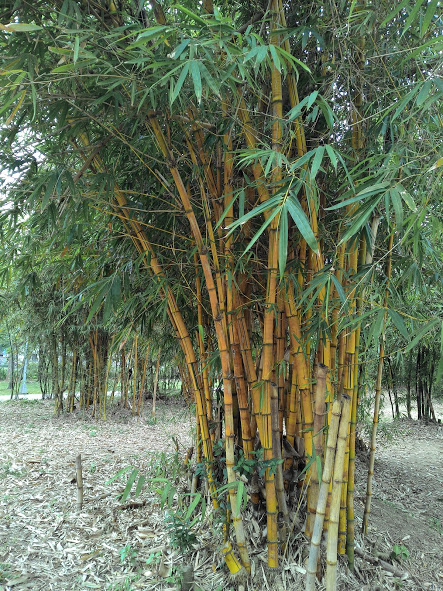 大安森林公園練拍
