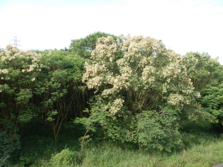 請教樹木名