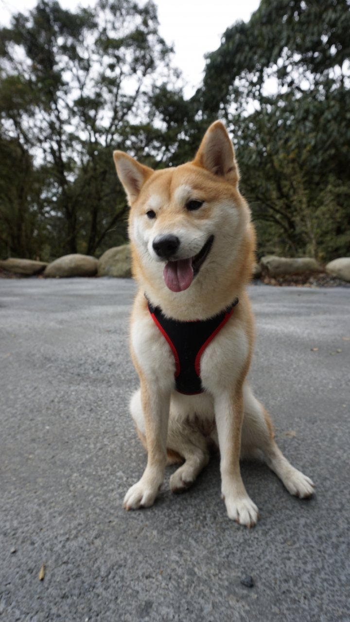 [南投。杉林溪]帶著毛小孩去旅行-柴犬Mercedy