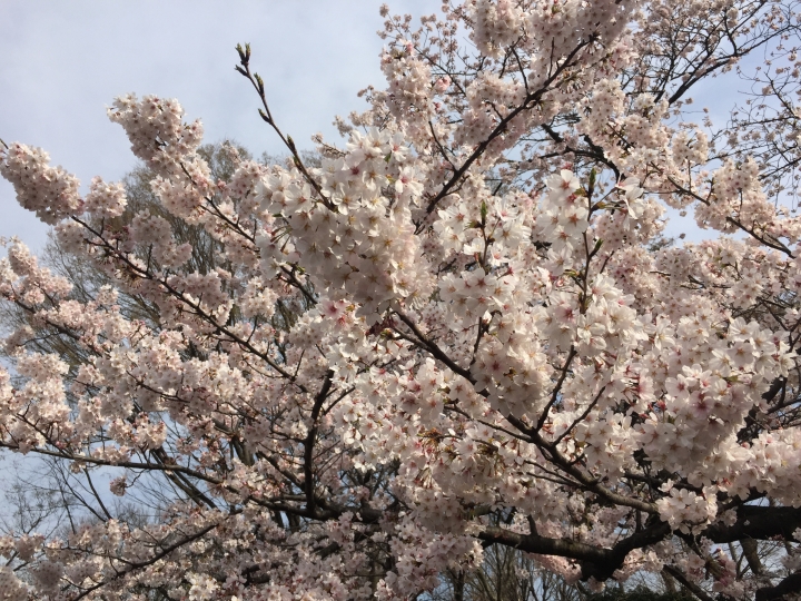 【日本‧東京】前進東京十天九夜築夢之旅（文長）