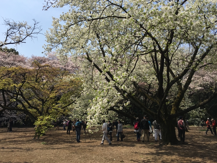 【日本‧東京】前進東京十天九夜築夢之旅（文長）