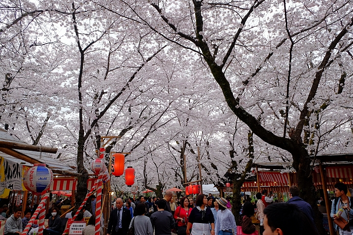 2016 京都賞櫻