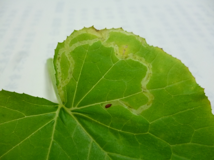 菜上面爬著褐色小點