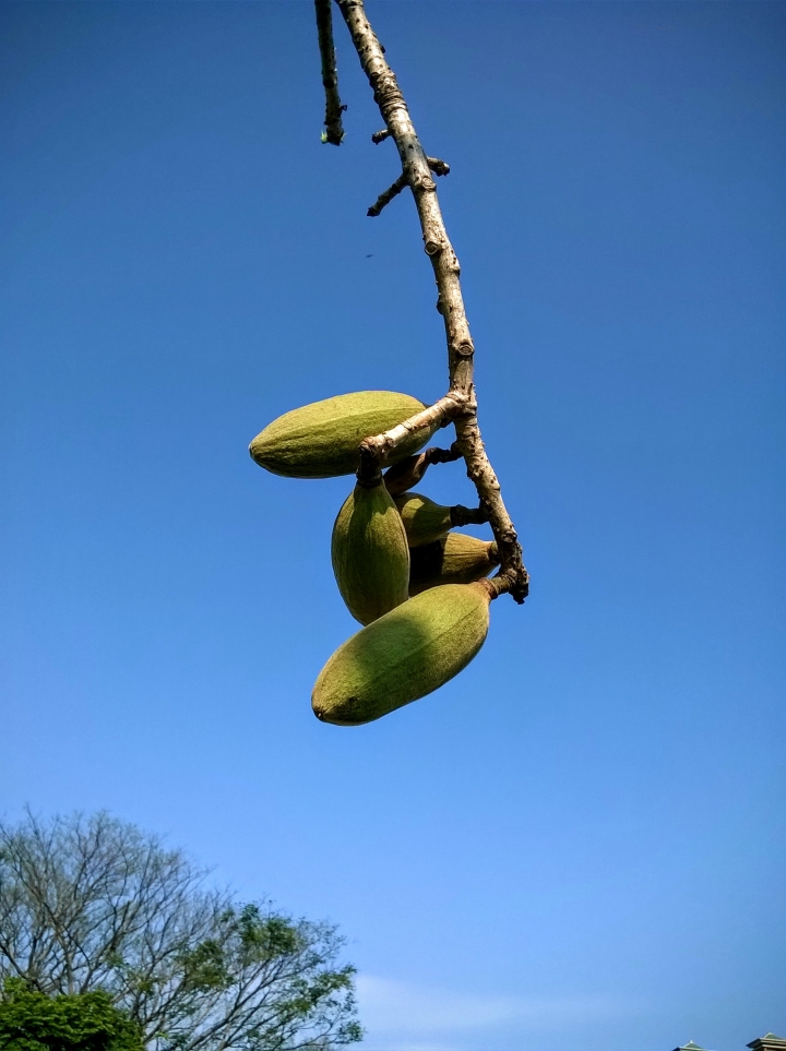 巴克禮公園 木棉花開完結果與木棉4月16
