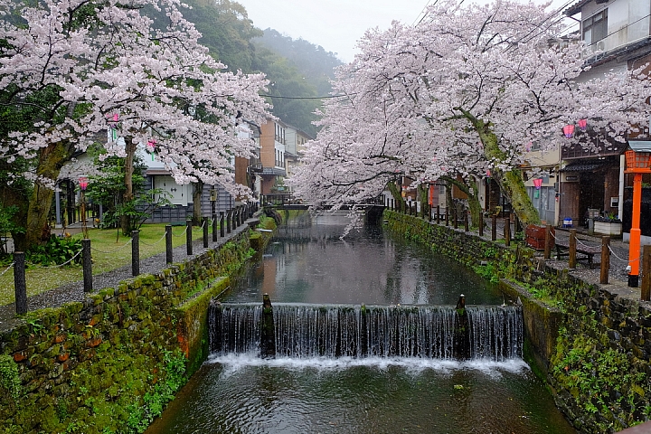2016 京都賞櫻