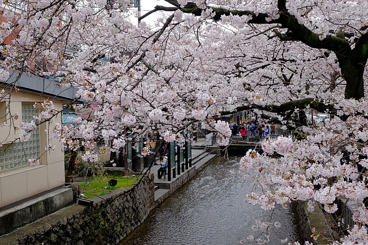 2016 京都賞櫻