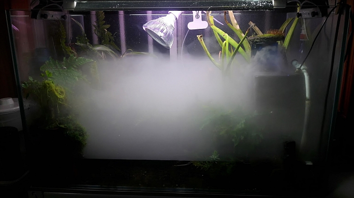 分享我的食蟲植物