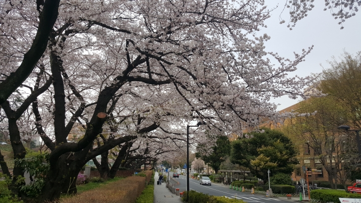 【日本‧東京】前進東京十天九夜築夢之旅（文長）