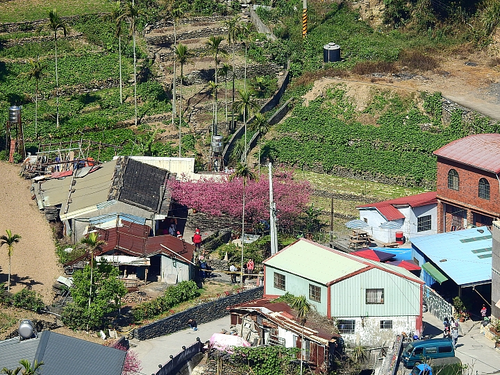 Nikon P900記錄101天水稻田、42天毛豆田及50天的霧台櫻王。