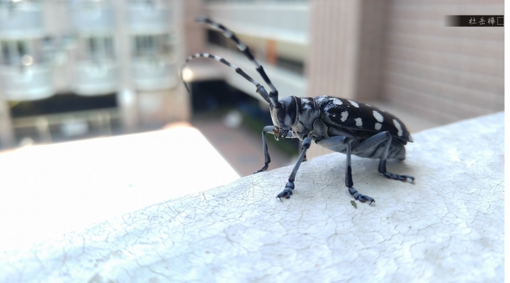 (第46批圖) LG G4 &G5&V10 日夜拍研究團 精選作品2016.4.26