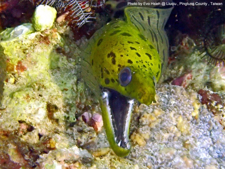 EVO 潛水日誌【小琉球】2016年4月