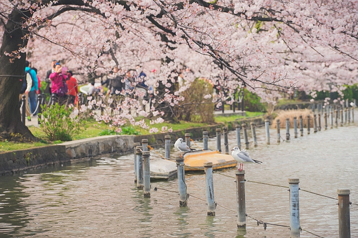 2016  3/29-4/3  首度東京自助旅行，重點櫻花，請各位前輩多多指教!!!