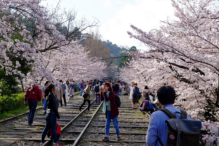 2016 京都賞櫻