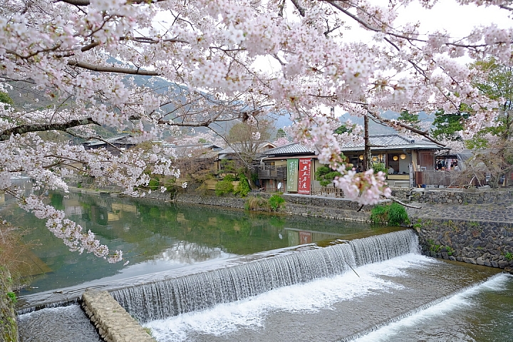 2016 京都賞櫻