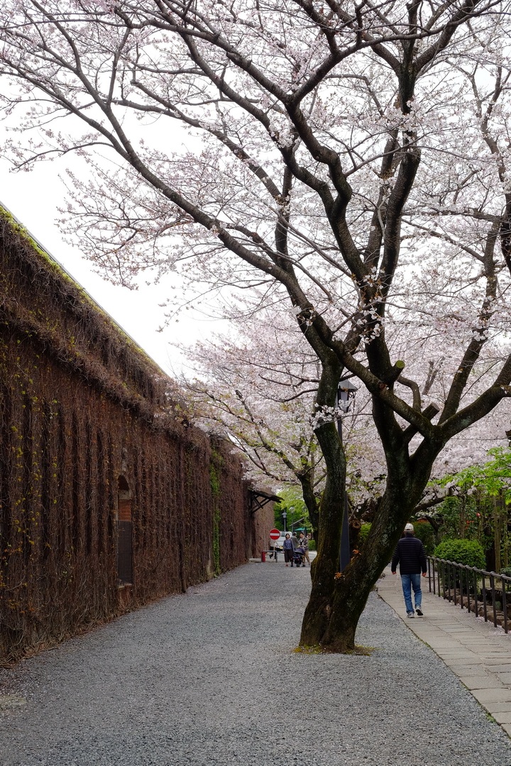 2016 京都賞櫻