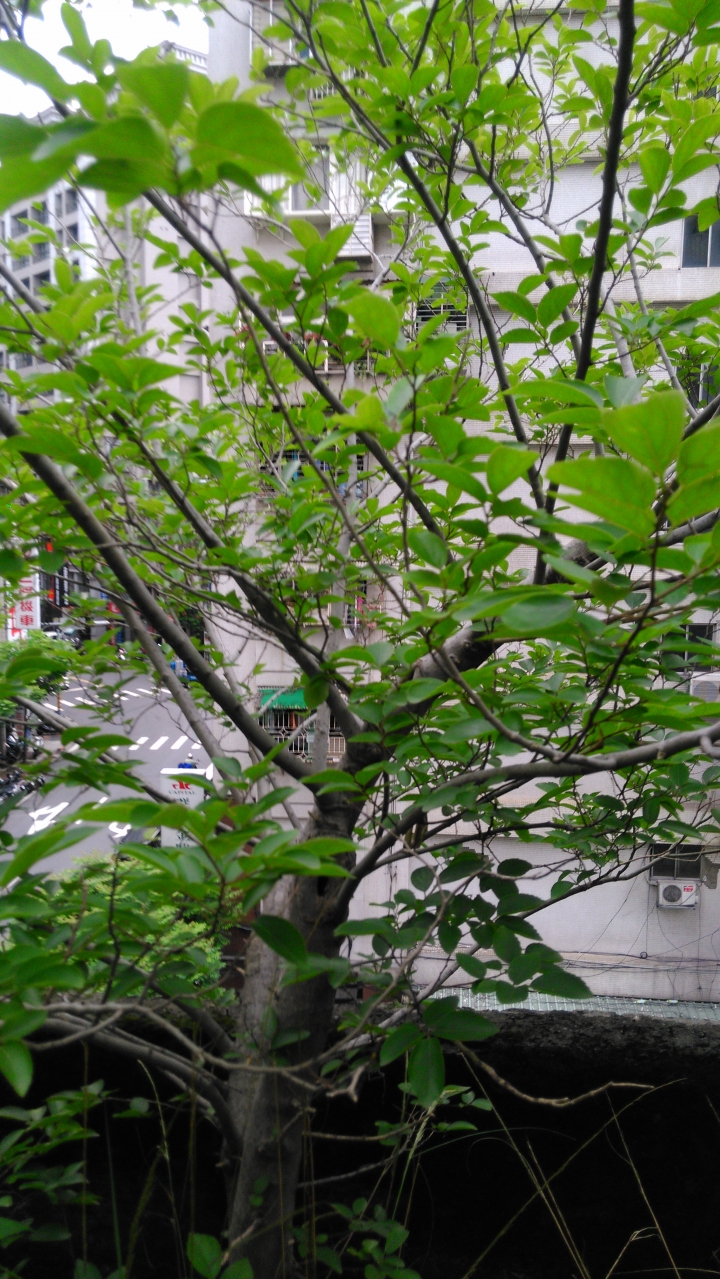三棵樹需要辨認...其中一棵有花的應該是雄構樹...請問這三棵的根對於屋頂地板會有破壞性嗎?