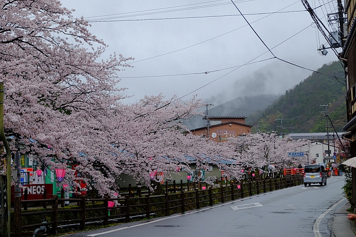 2016 京都賞櫻