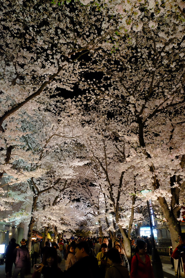2016 京都賞櫻