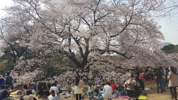 【日本‧東京】前進東京十天九夜築夢之旅（文長）
