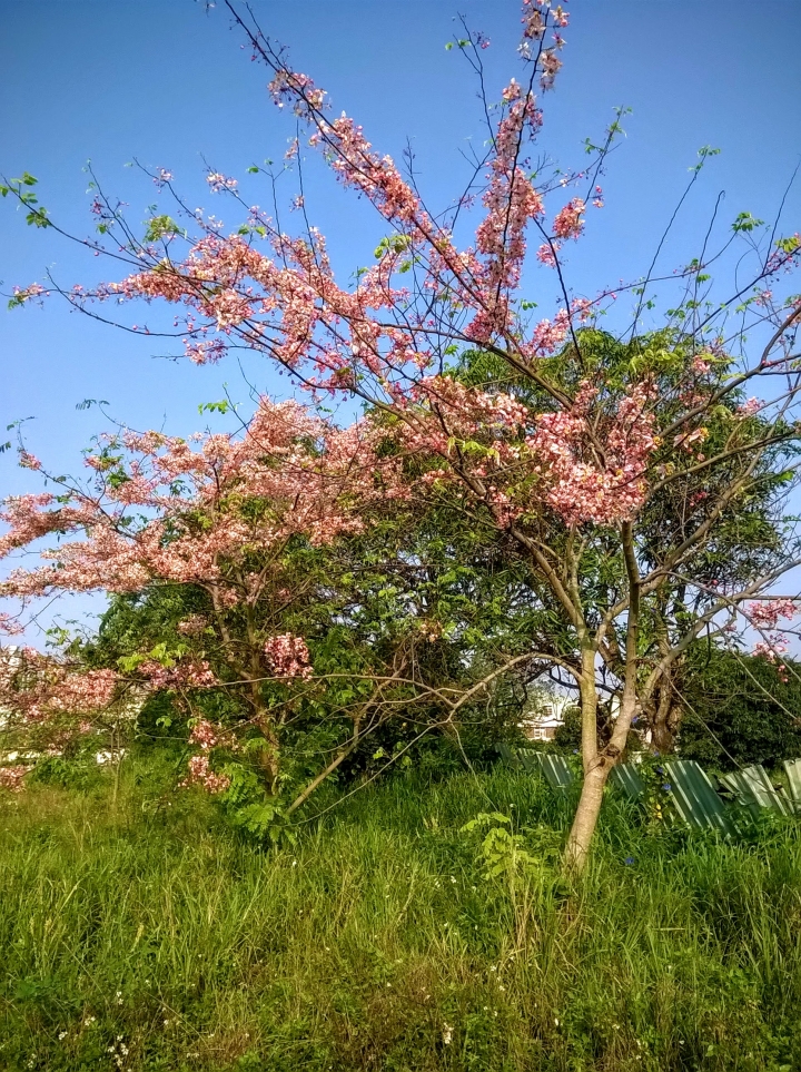 台南永康忠孝運動公園花旗木4月16