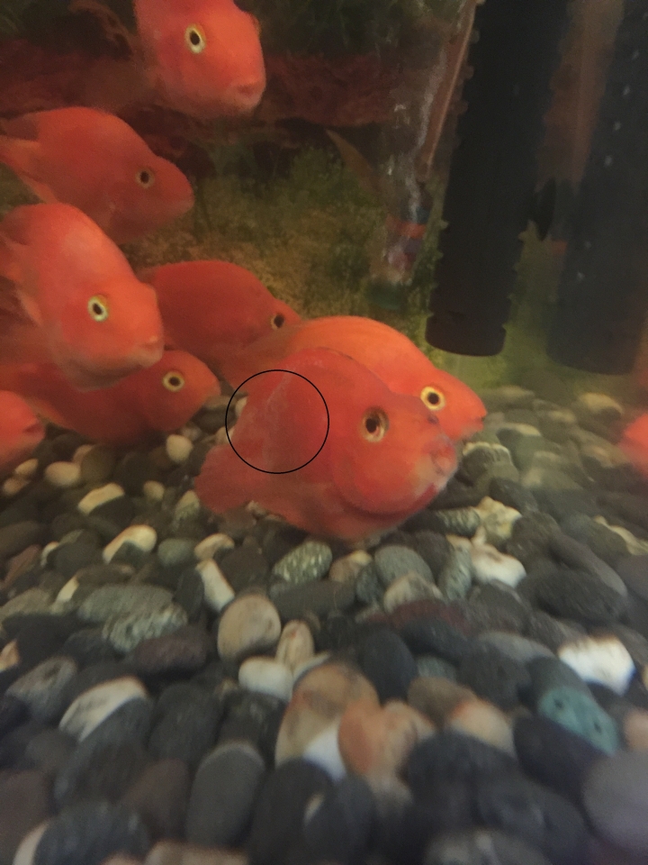 第一次養魚 這隻血鸚鵡 是不是生病了?