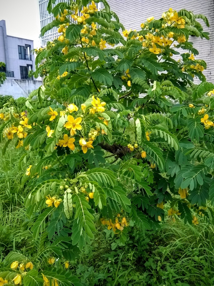 關聖公園火焰木.水黃皮 裕敬公園旁金邊黃槐