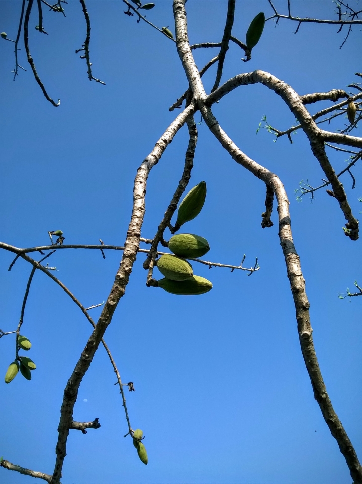 巴克禮公園 木棉花開完結果與木棉4月16