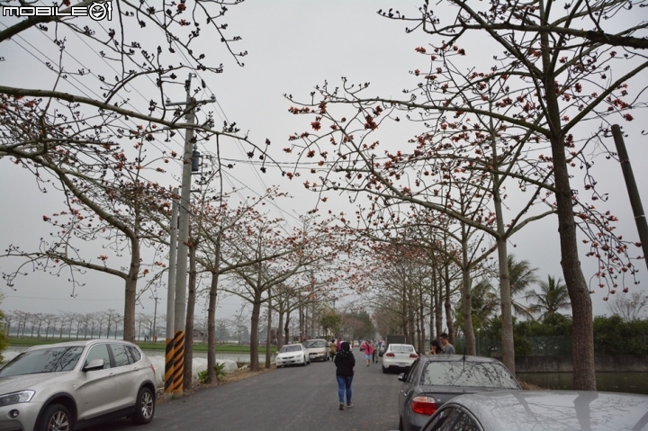 【台南白河景點】全球15大最美花海街道林初埤木棉花道與台影文化城
