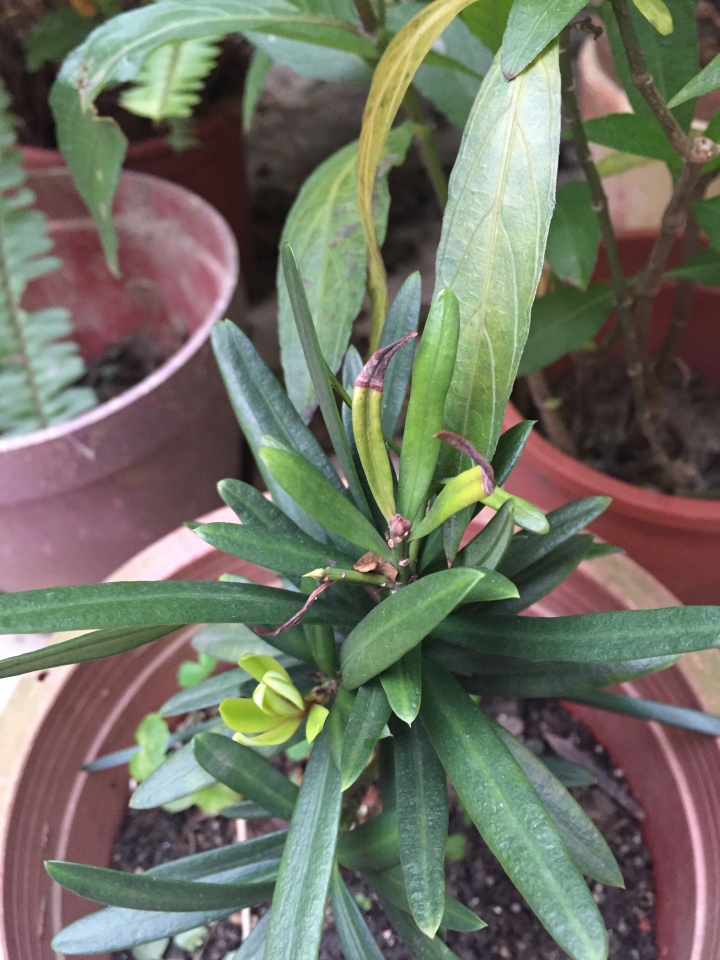 家中庭院植物好像生病了，葉面有黃褐色斑塊，嫩芽一長出來就凋痿，請問是染上了什麼病？該如何治療？