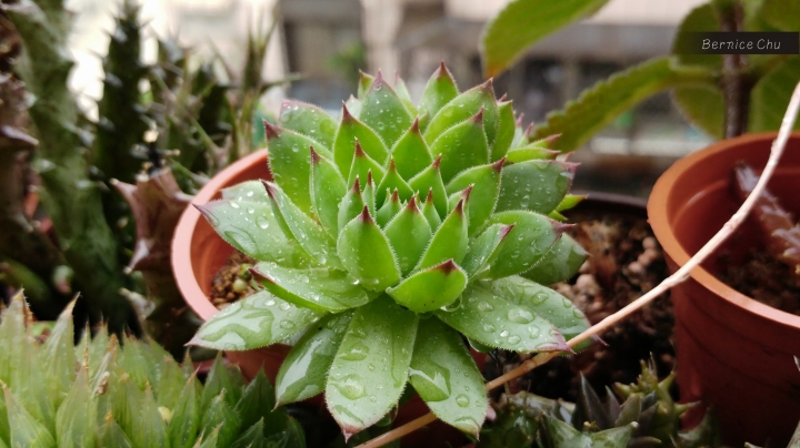 (第46批圖) LG G4 &G5&V10 日夜拍研究團 精選作品2016.4.26