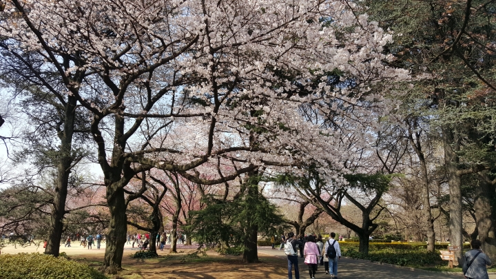 【日本‧東京】前進東京十天九夜築夢之旅（文長）