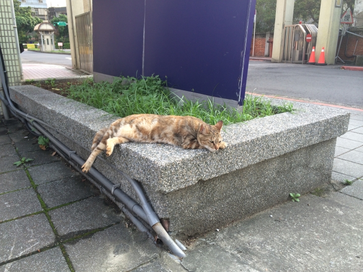 校園裡面的虎斑貓