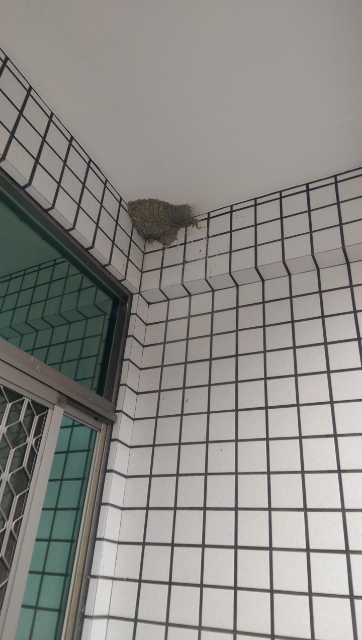 陽台有鳥窩，地上都鳥大便...