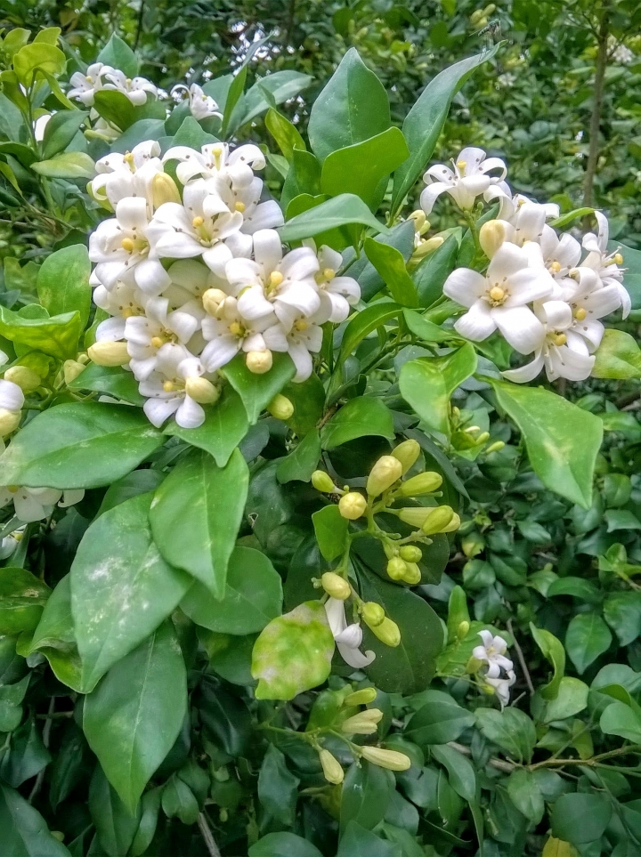 巴克禮公園 烏桕 七里香 木棉花4月24