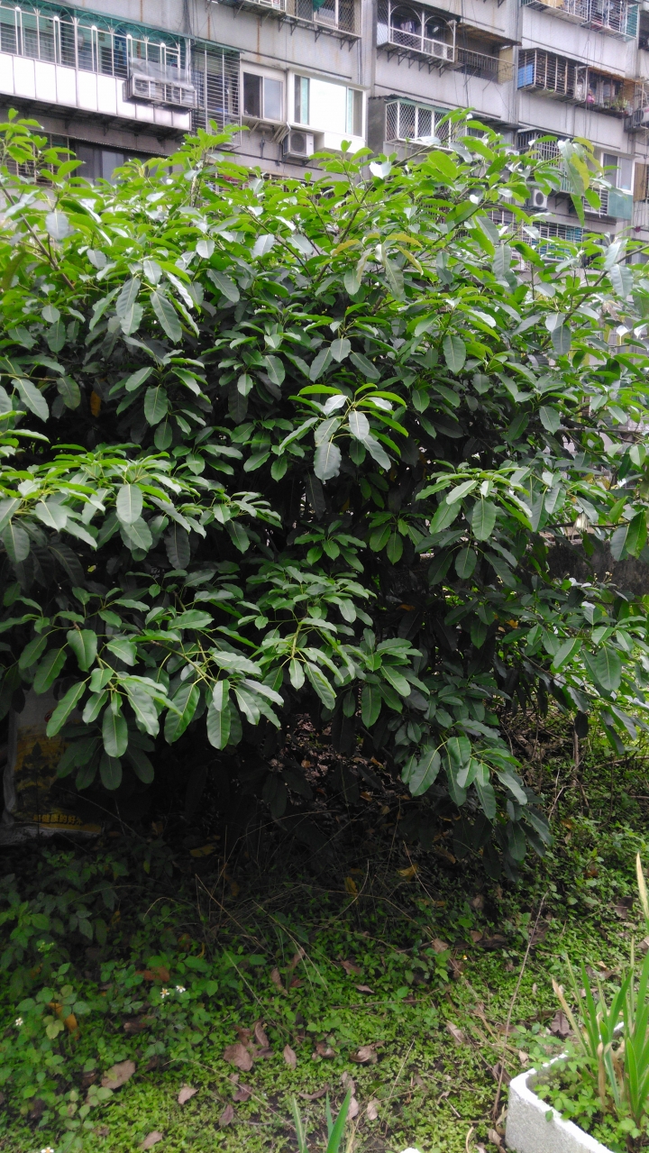 三棵樹需要辨認...其中一棵有花的應該是雄構樹...請問這三棵的根對於屋頂地板會有破壞性嗎?