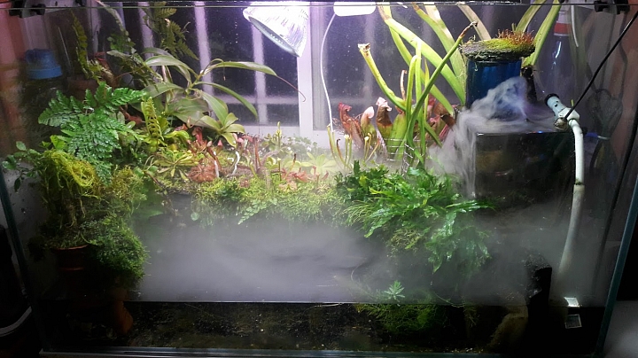 分享我的食蟲植物