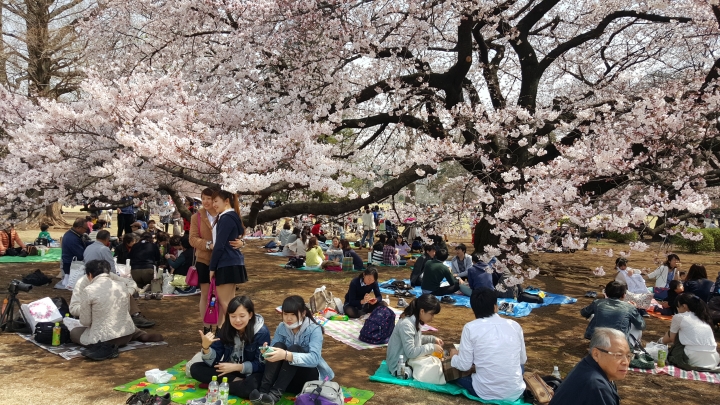 【日本‧東京】前進東京十天九夜築夢之旅（文長）