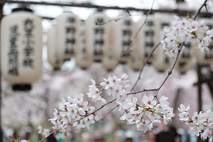 2016 京都賞櫻
