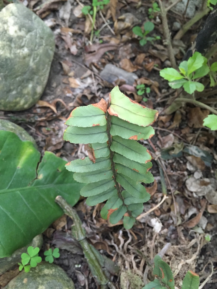 家中庭院植物好像生病了，葉面有黃褐色斑塊，嫩芽一長出來就凋痿，請問是染上了什麼病？該如何治療？