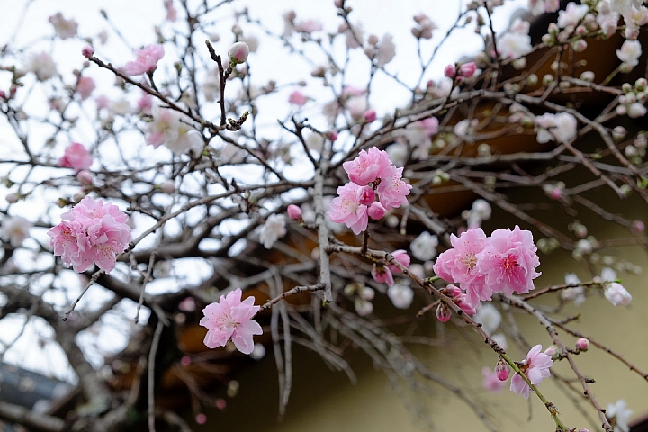 2016 京都賞櫻